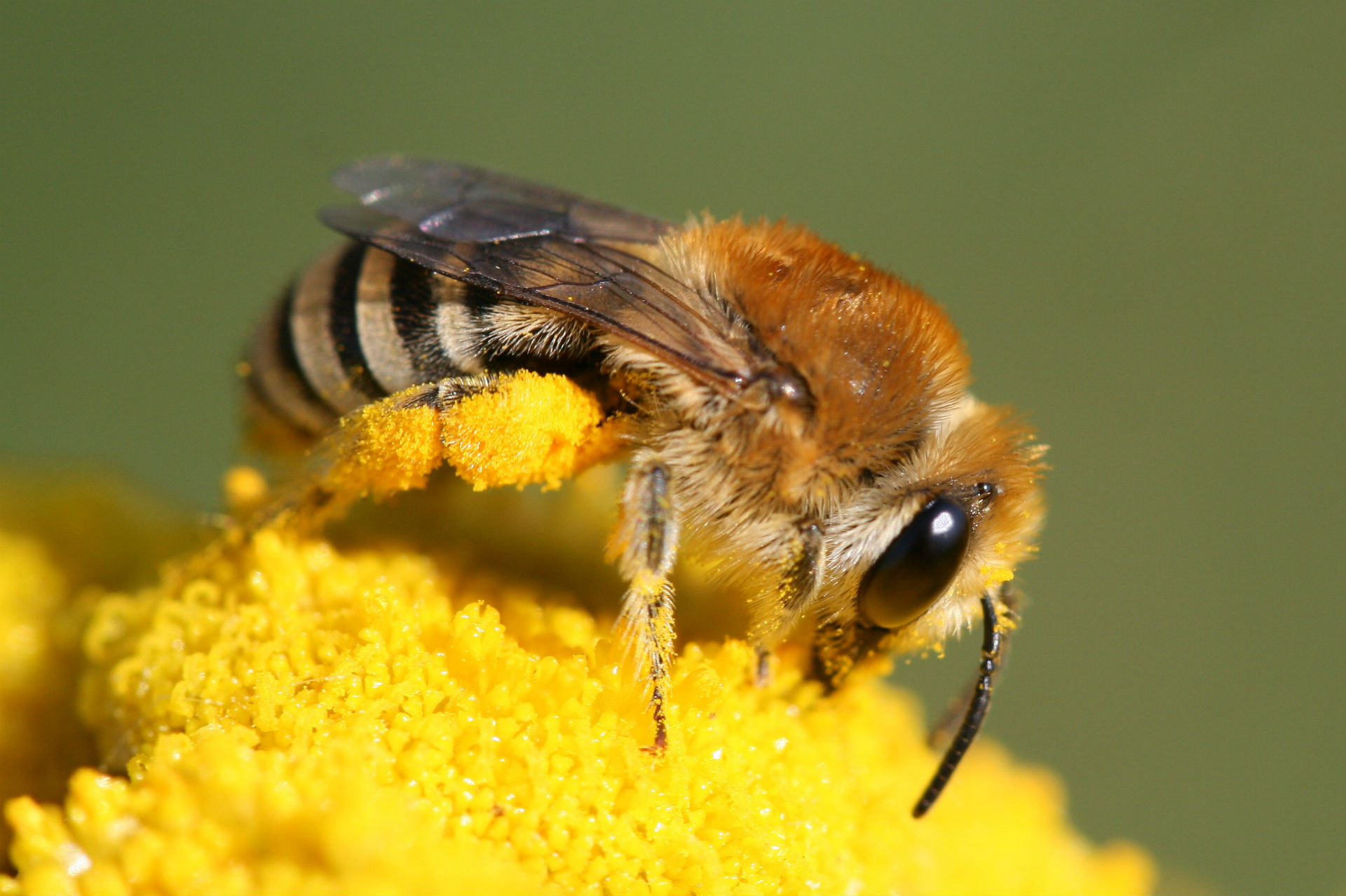 Wildbienenarten Hamburg summt